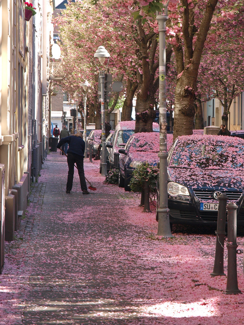 Kirschbaumblüte in Bonn