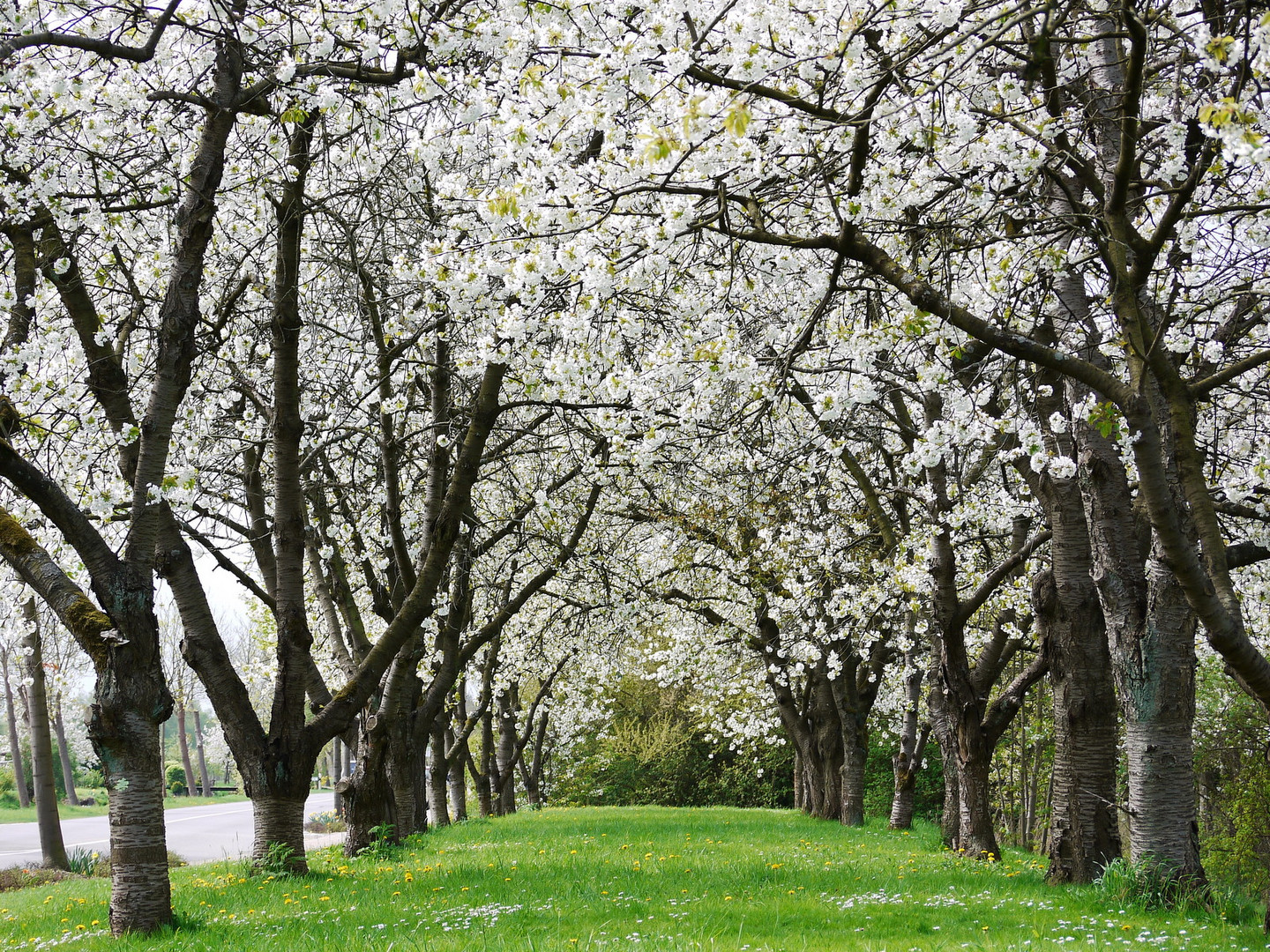 Kirschbaumblüte in Jork (Altes Land, Niedersachsen)