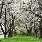 Kirschbaumblüte in Jork (Altes Land, Niedersachsen)