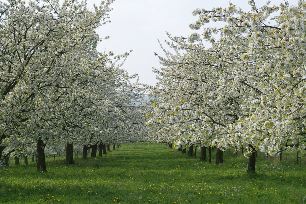 Kirschbaumblüte in Witzenhausen