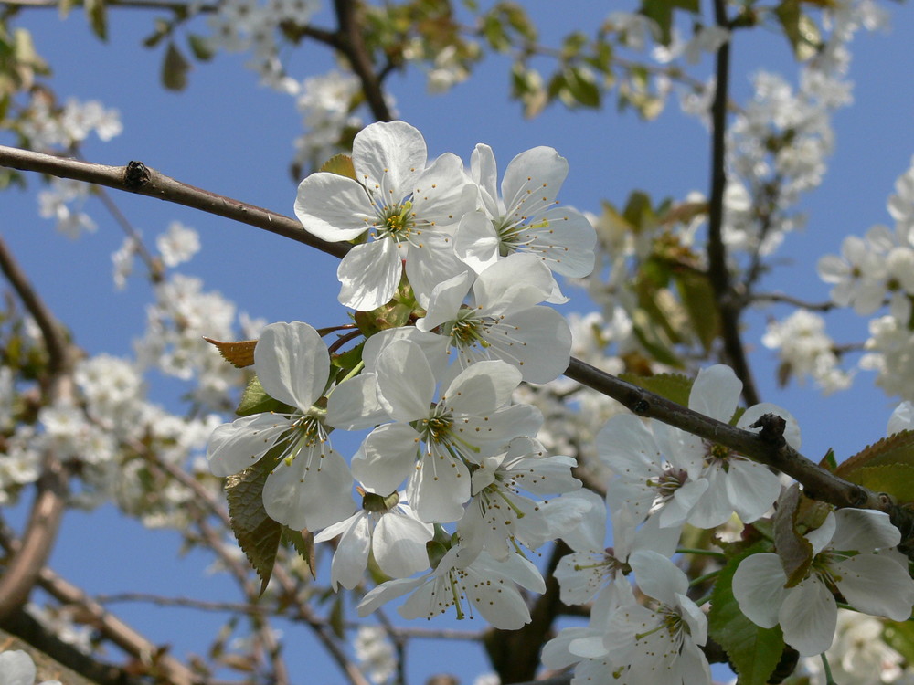 Kirschbaumblüte Kaiserstuhl