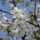 Kirschbaumblüte Kaiserstuhl