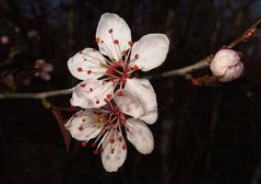 Kirschbaumblüte vom Sonntag