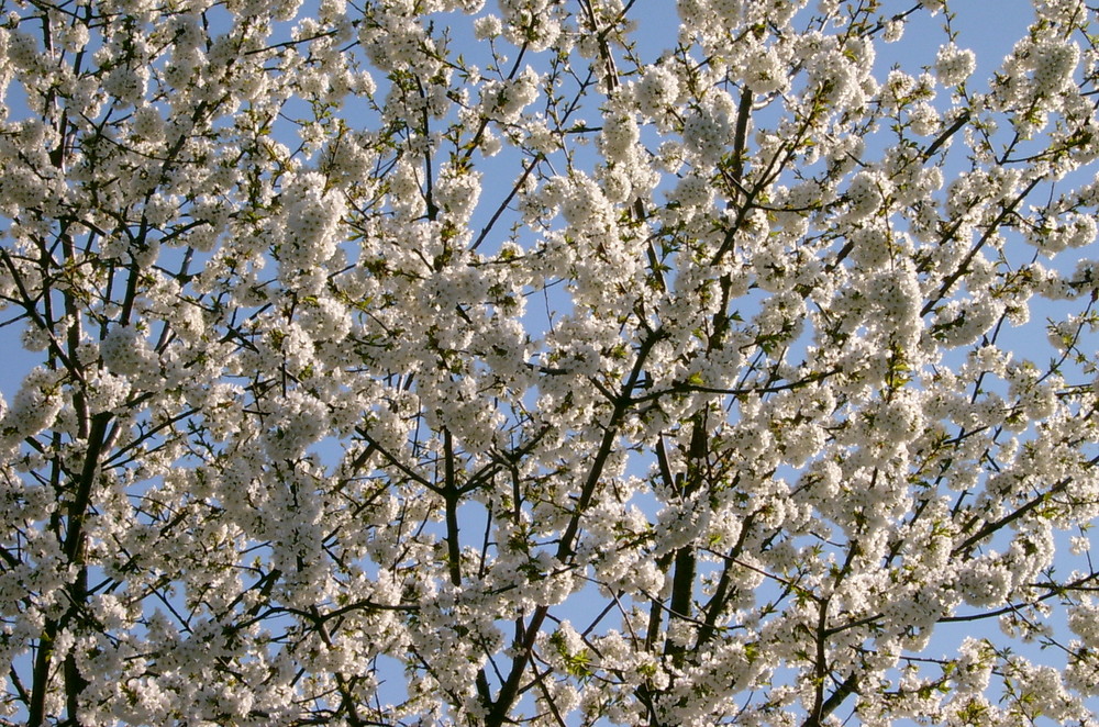 Kirschbaumblüten