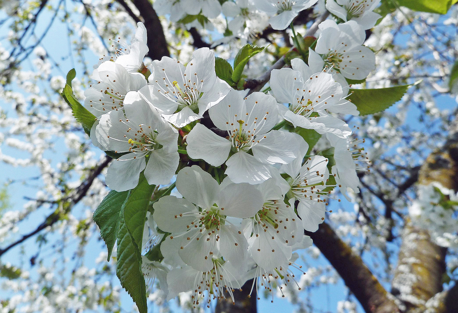 Kirschbaumblüten (24.04.2013-1) Foto & Bild | pflanzen, pilze