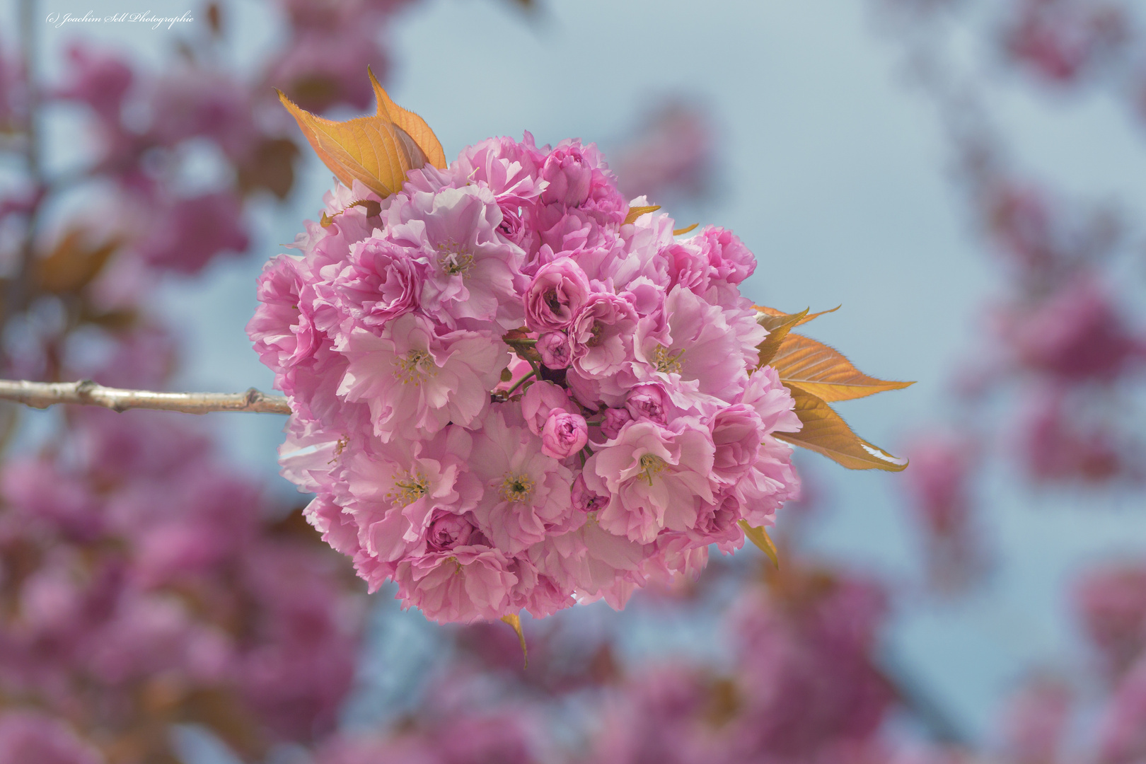 Kirschbaumblüten