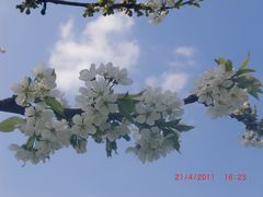 Kirschbaumblüten