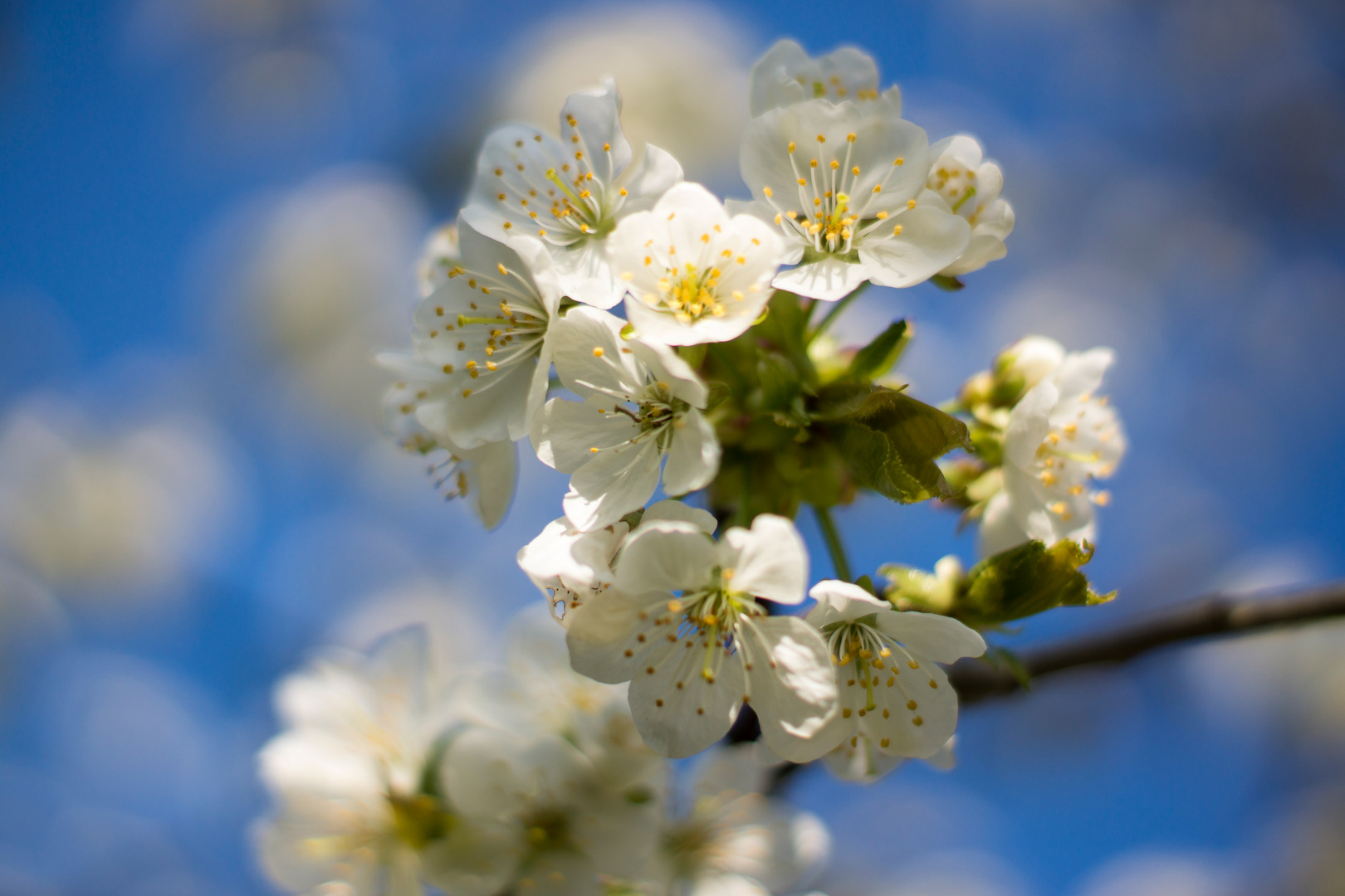 Kirschbaumblüten