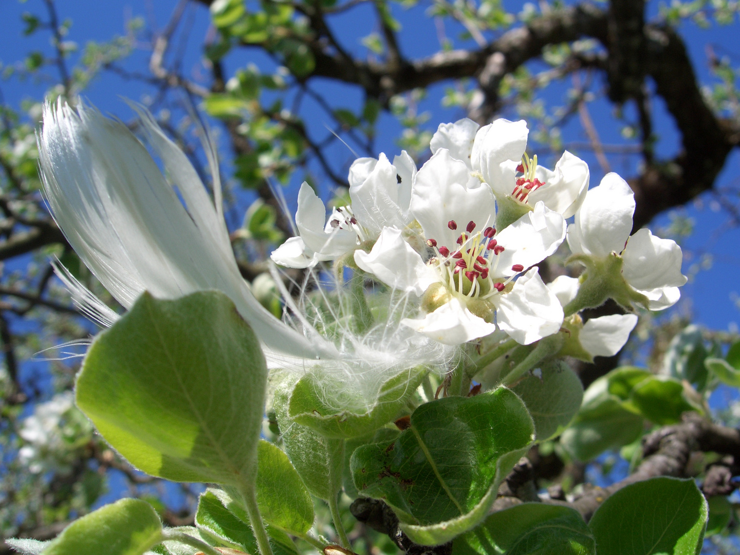 Kirschbaumblüten am Bodensee