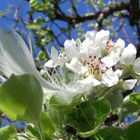 Kirschbaumblüten am Bodensee