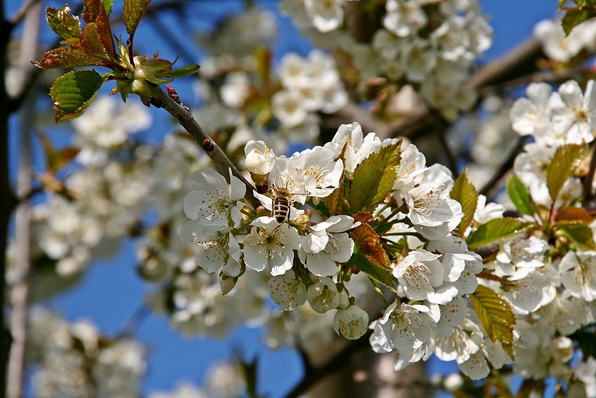 Kirschbaumblüten .........