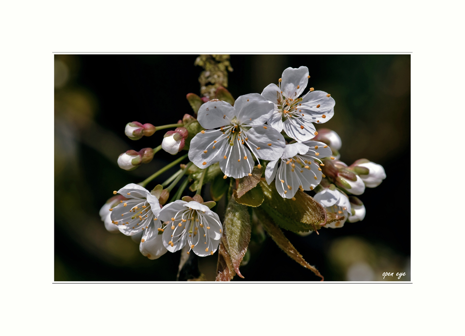 Kirschbaumblüten