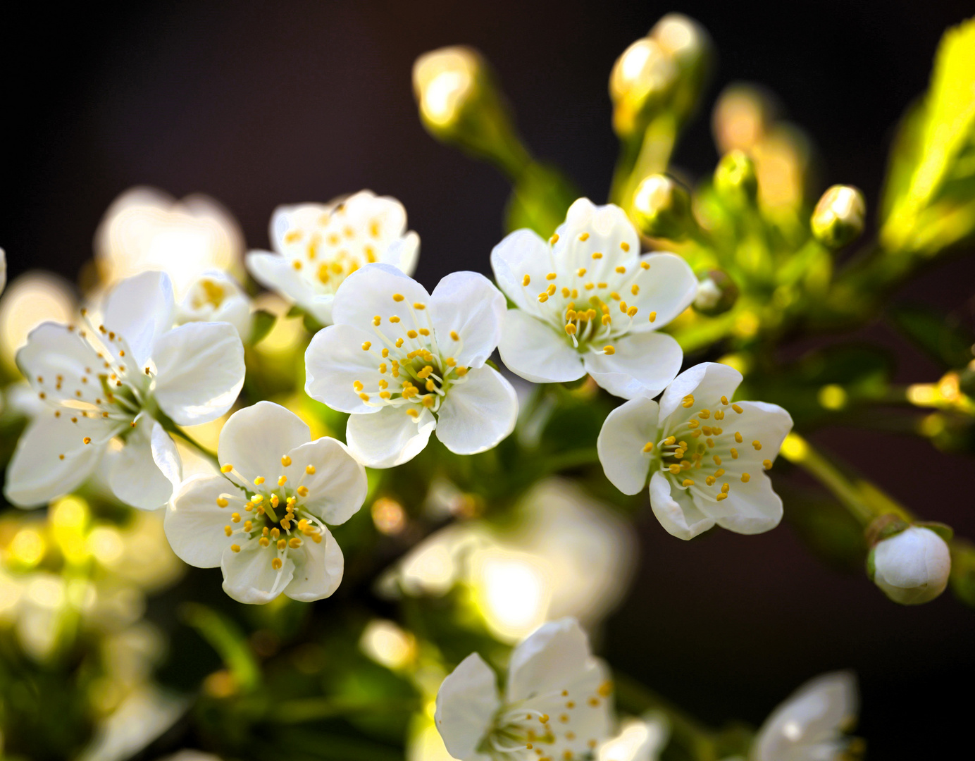 Kirschbaumblüten