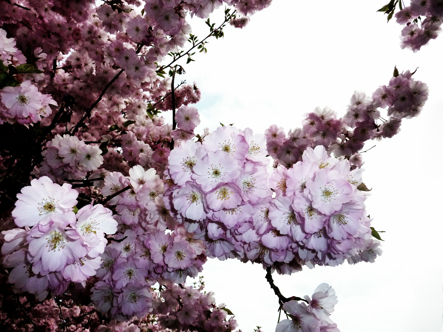 Kirschbaumblüten.