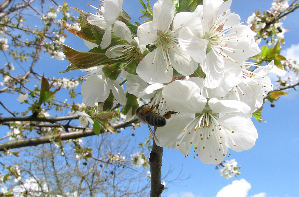 Kirschbaumblüten