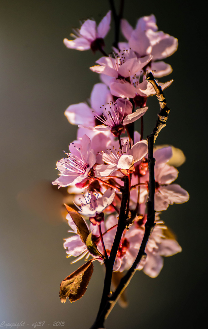 Kirschbaumblüten in Abendsonne