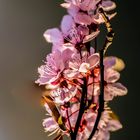 Kirschbaumblüten in Abendsonne