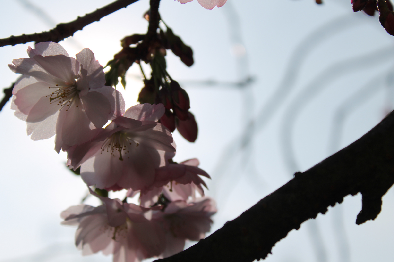 Kirschbaumblüten in der Sonne