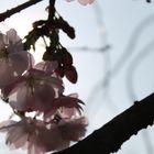 Kirschbaumblüten in der Sonne