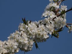 Kirschbaumblüten zu Ostern