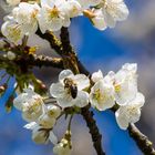 Kirschbaumblütenbiene