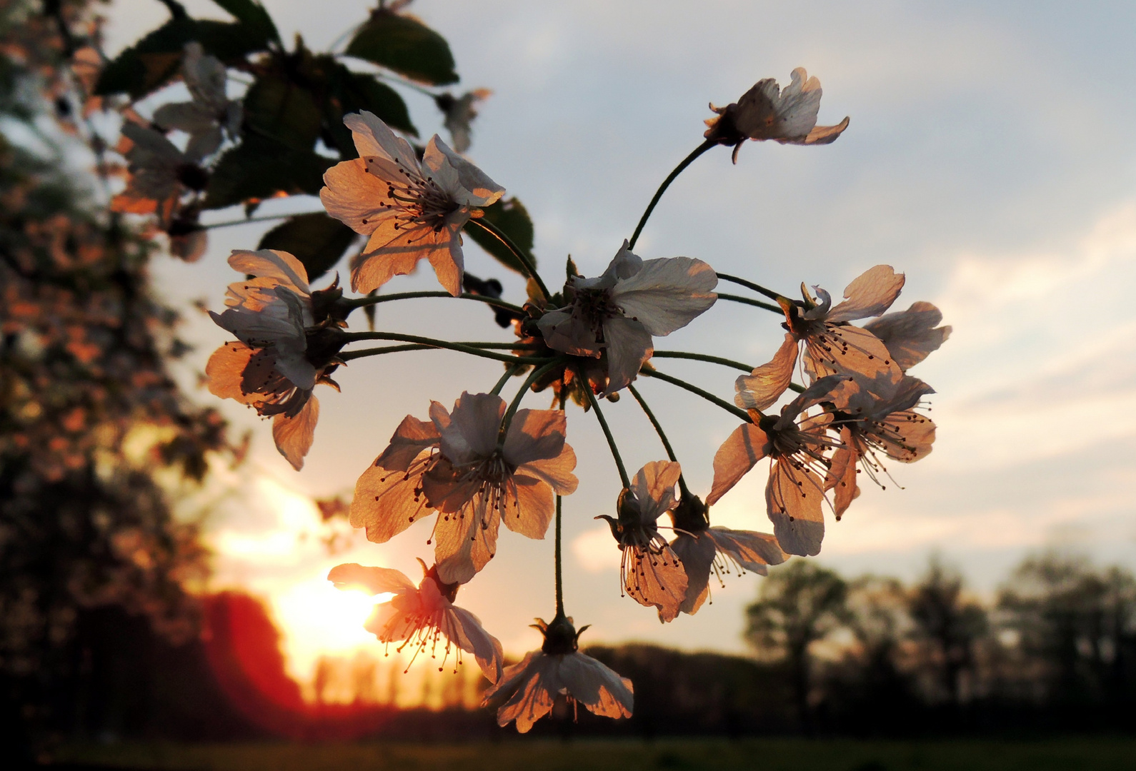 Kirschbaumblütenzweig bei Sonnenuntergang I