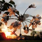 Kirschbaumblütenzweig bei Sonnenuntergang I