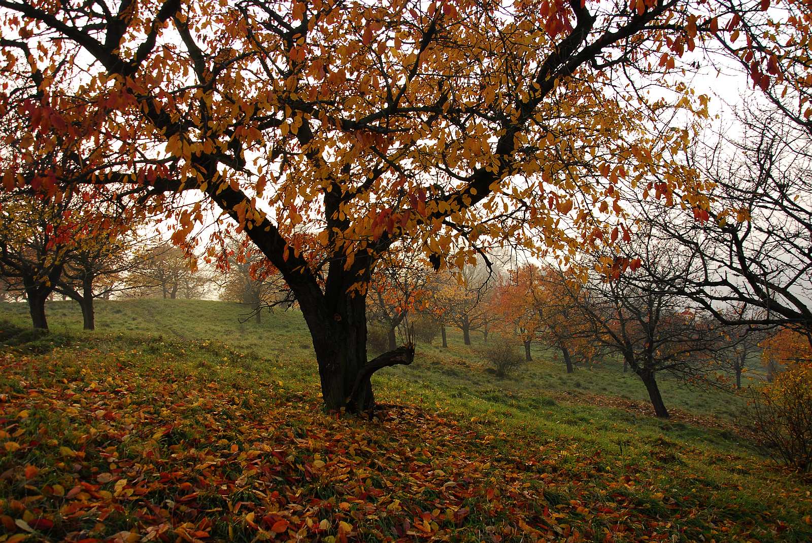 Kirschberg im herbstlichen Nebellicht