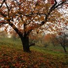 Kirschberg im herbstlichen Nebellicht