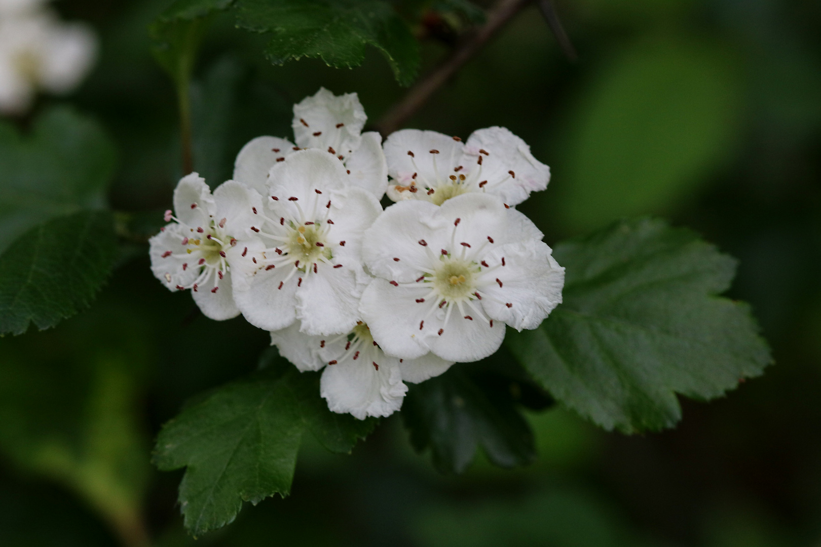 Kirsch/Birnblüte