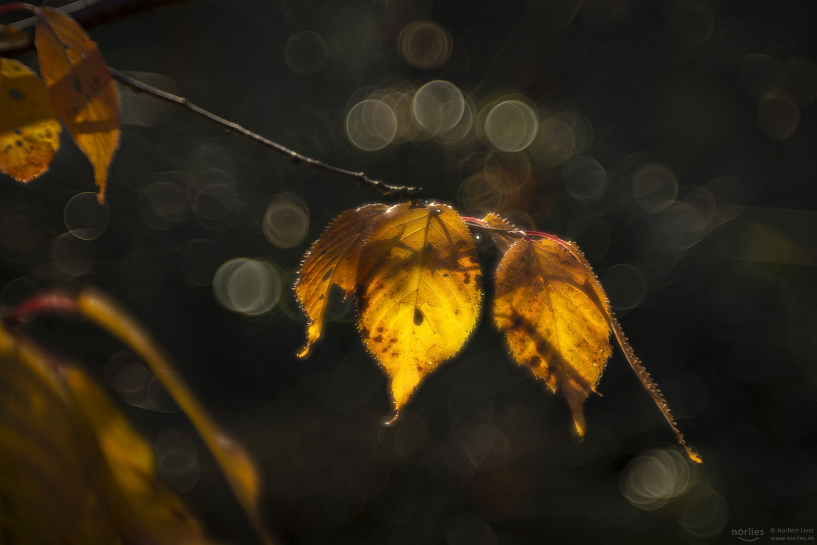 Kirschblätter im Gegenlicht