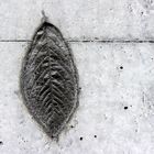 kirschblatt in beton
