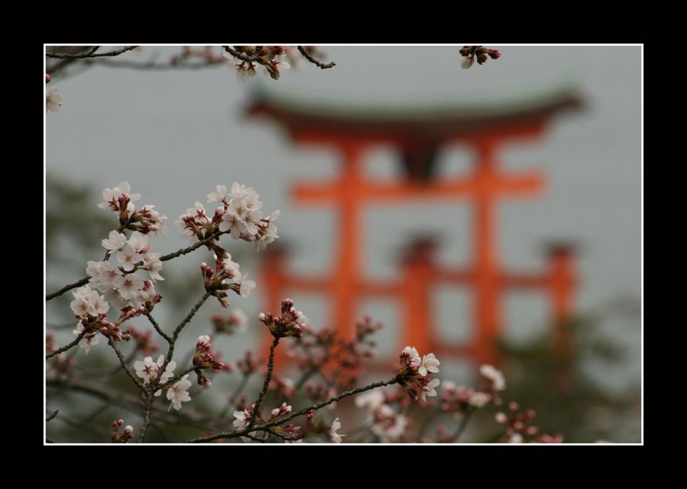 Kirschblüen in Japan