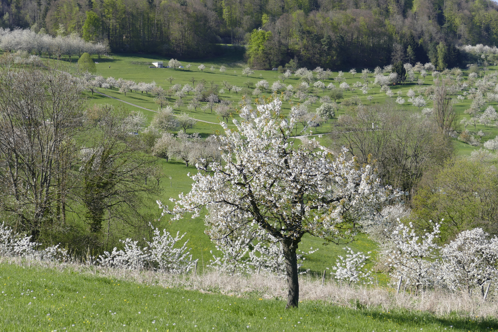 Kirschblühte im Schwarzbubenland.