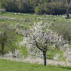 Kirschblühte im Schwarzbubenland.