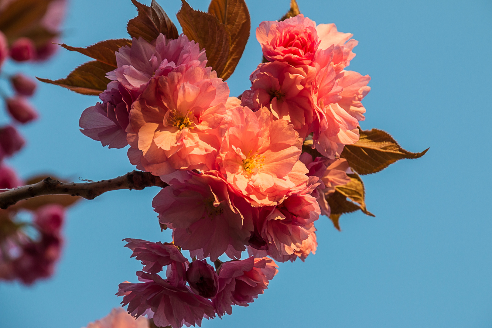 Kirschblühte in der Morgensonne