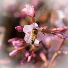 Kirschblühte mit Biene