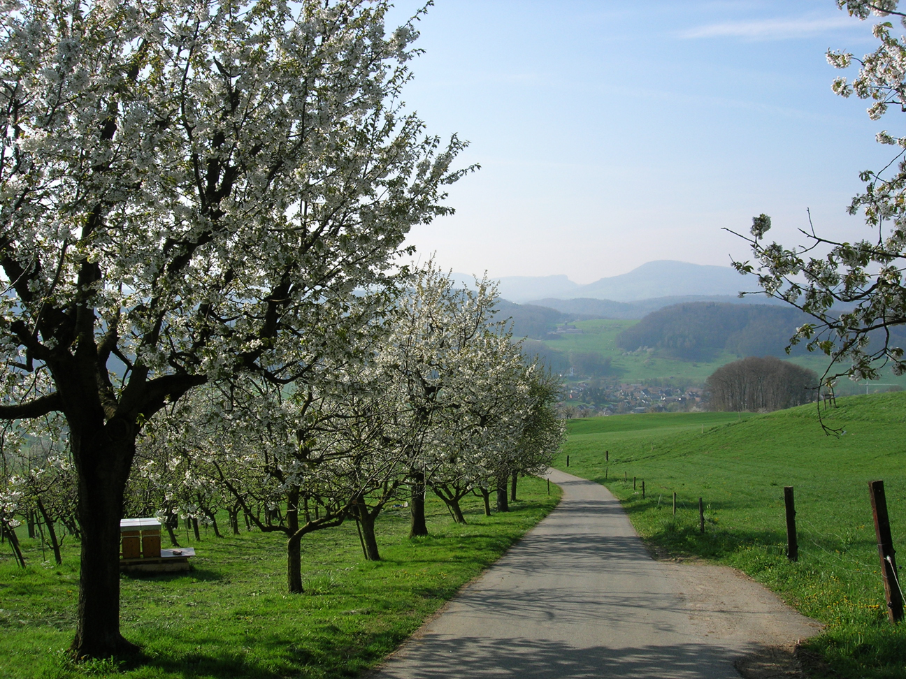 Kirschblüte