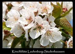 Kirschblüte 01