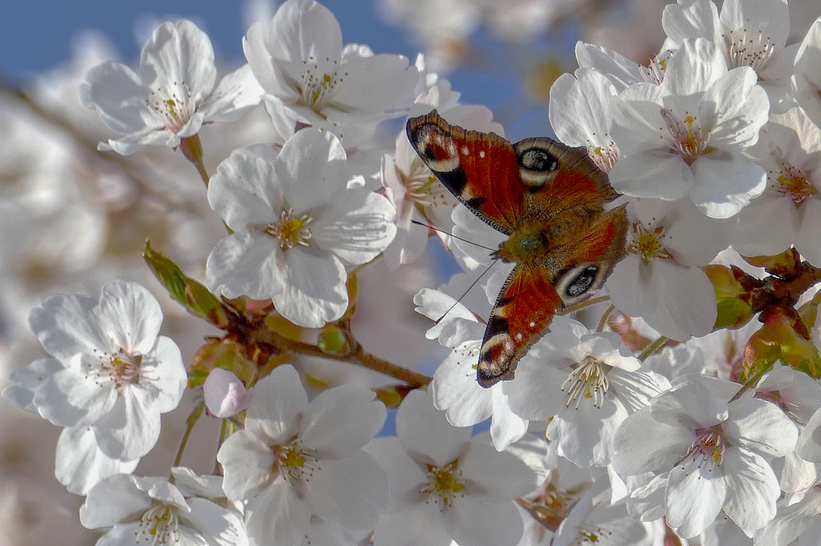 Kirschblüte