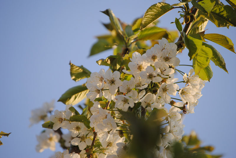 Kirschblüte