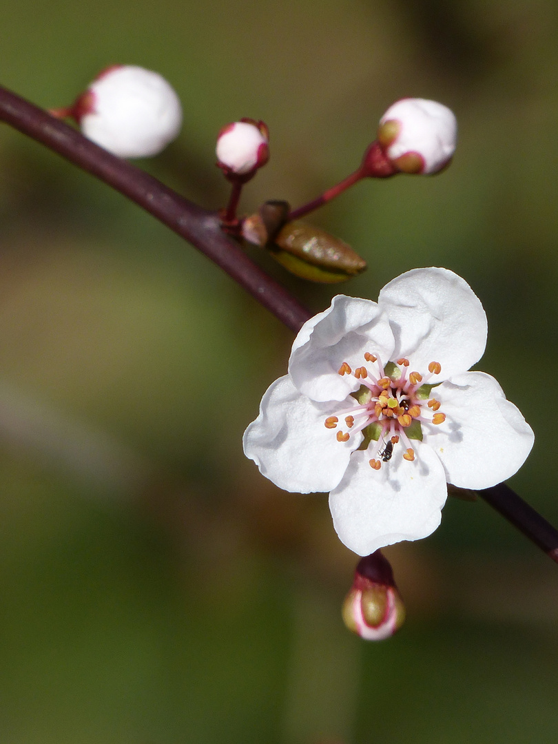 Kirschblüte 02