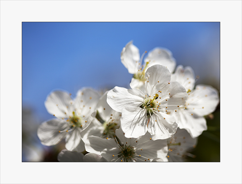 Kirschblüte