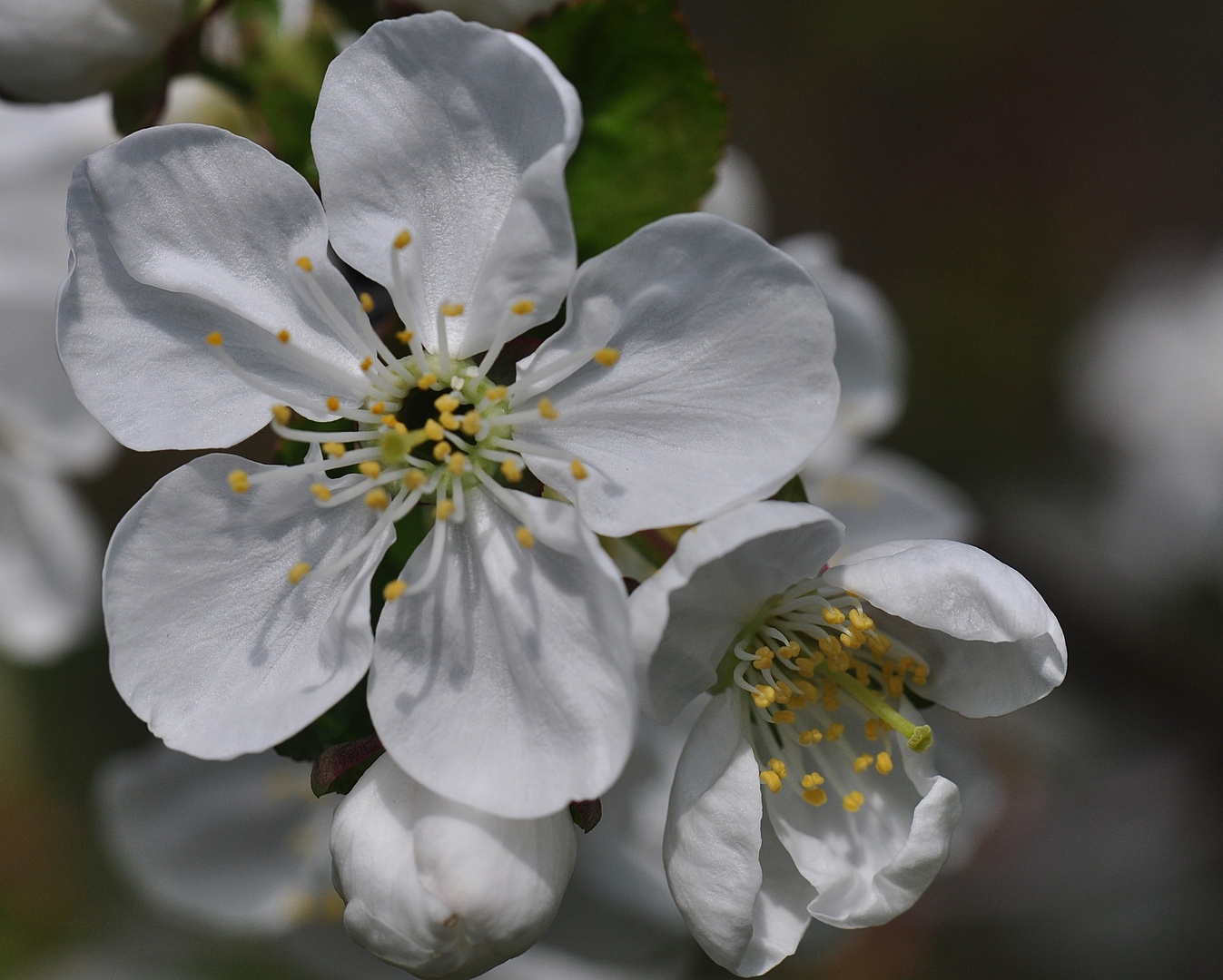 Kirschblüte