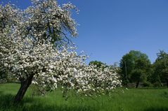 Kirschblüte