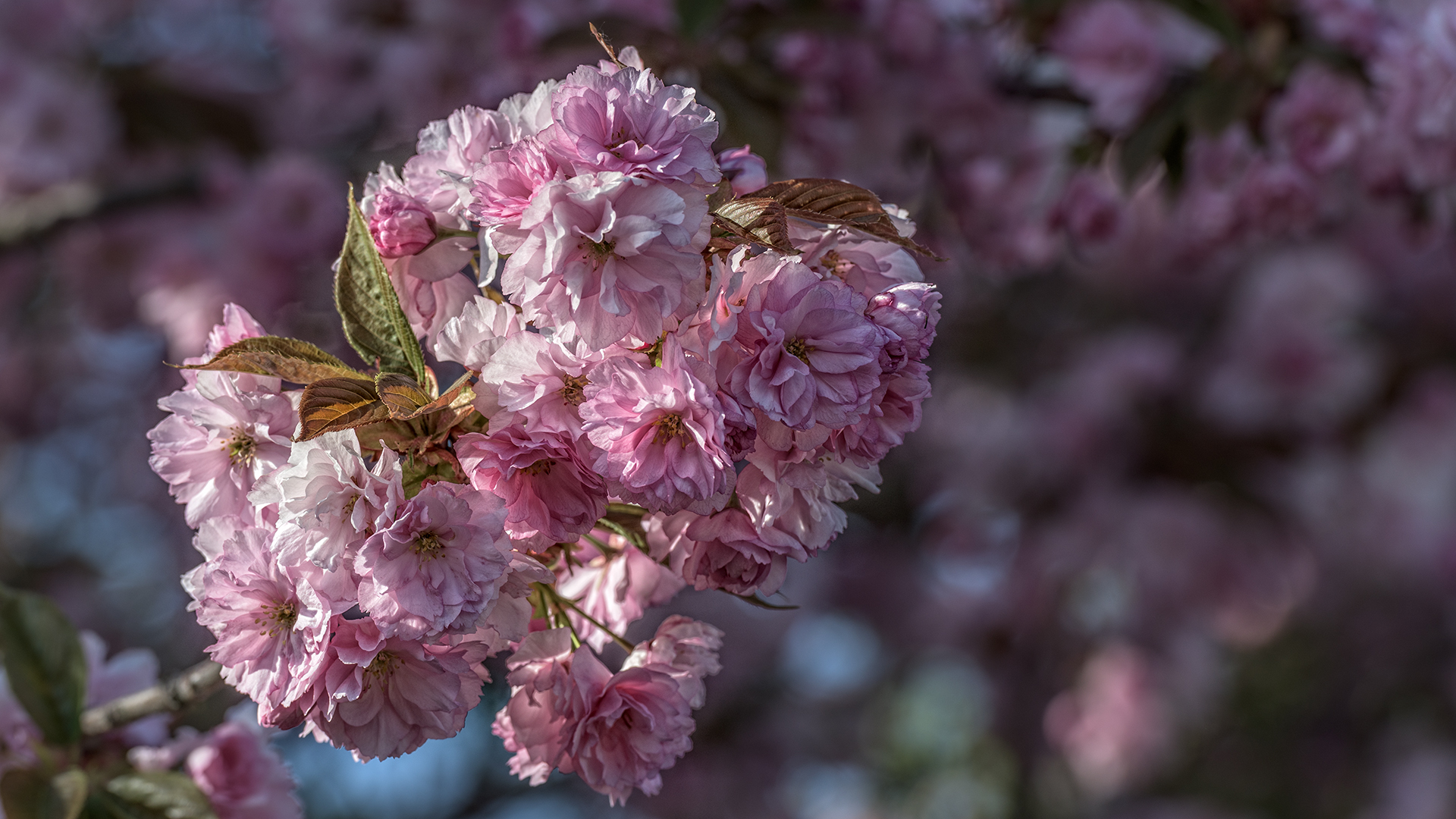 Kirschblüte