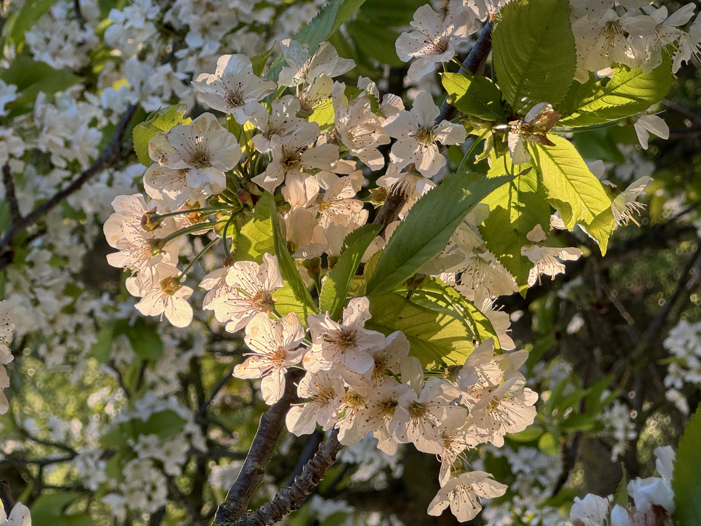 Kirschblüte 04/24