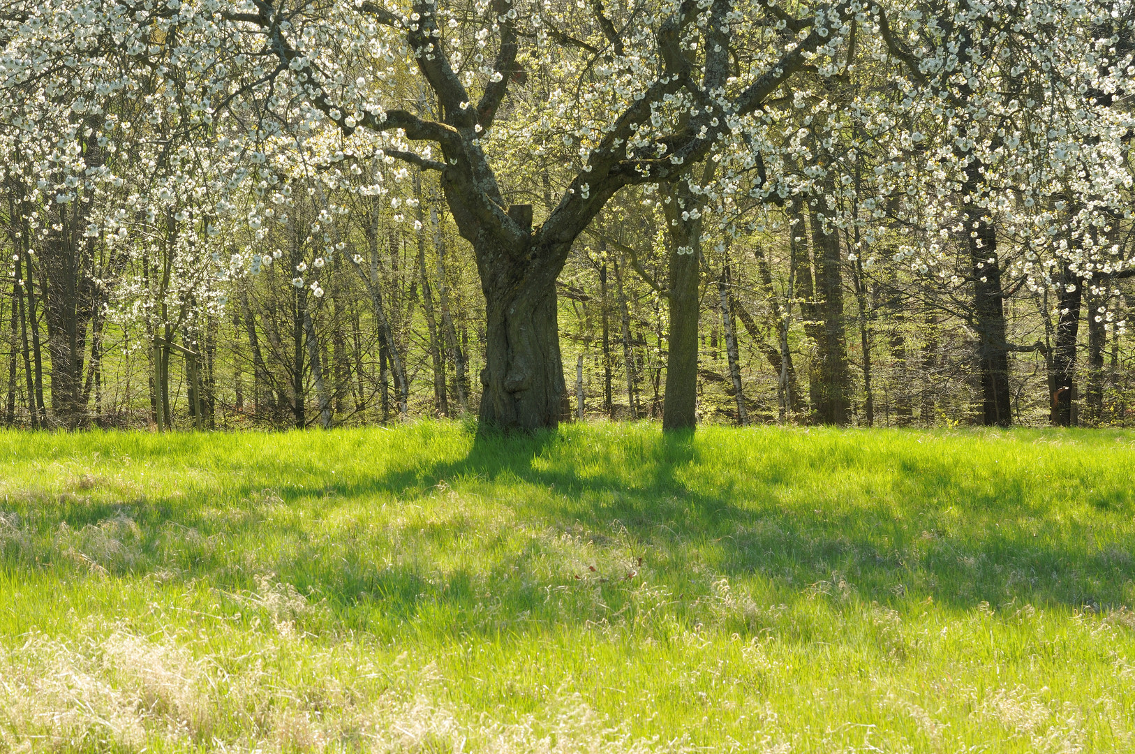 Kirschblüte