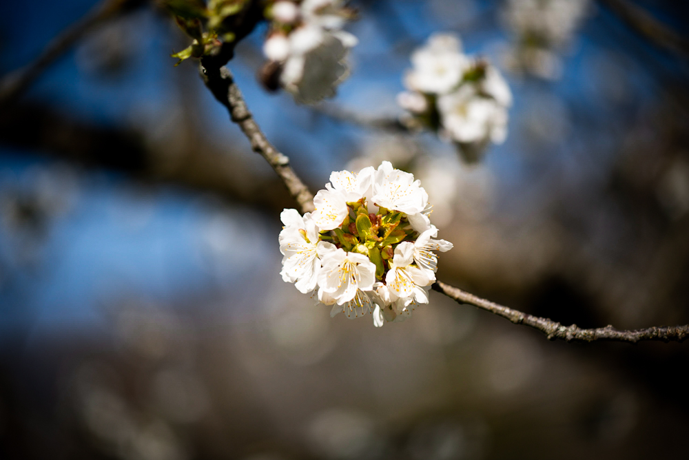 Kirschblüte 