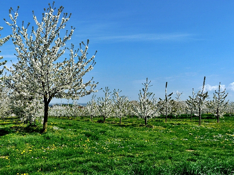 Kirschblüte.